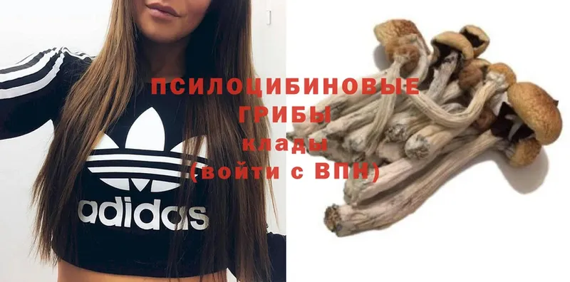 Галлюциногенные грибы MAGIC MUSHROOMS  Александровск 